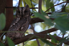 Otus senegalensis