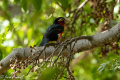 Lybius bidentatus