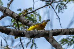 Malaconotus blanchoti