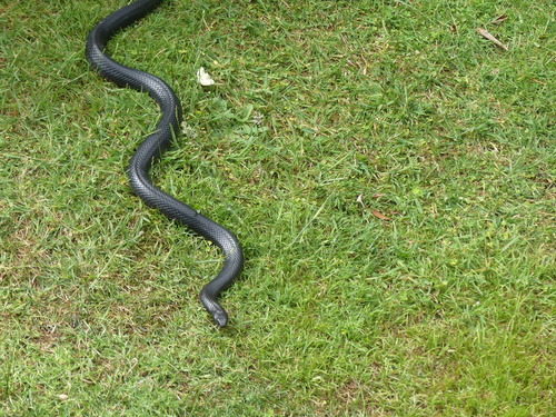 Red-bellied Black Snake sighting