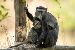 Cercopithecus mitis stuhlmanni