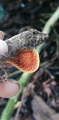 Anolis tropidonotus