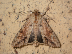 Ichneutica mollis