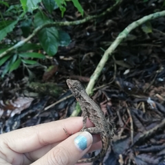 Anolis tropidonotus