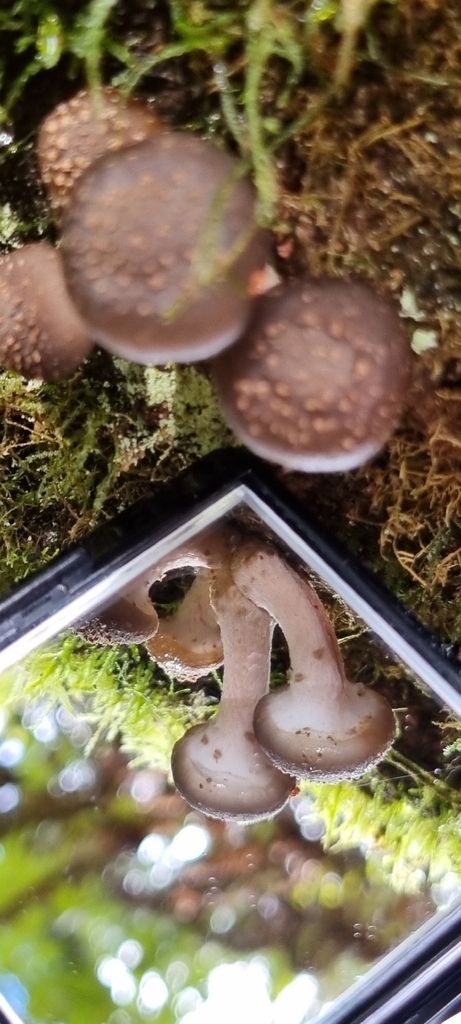 Armillaria hinnulea