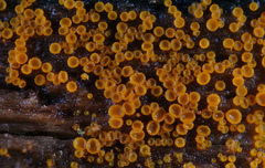 Arachnopeziza trabinelloides