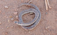 Brachyurophis australis