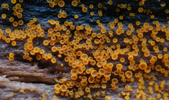 Arachnopeziza trabinelloides