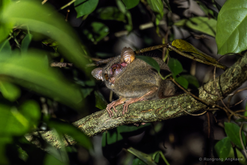 Makassar Tarsier