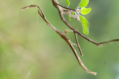 Toxoderinae
