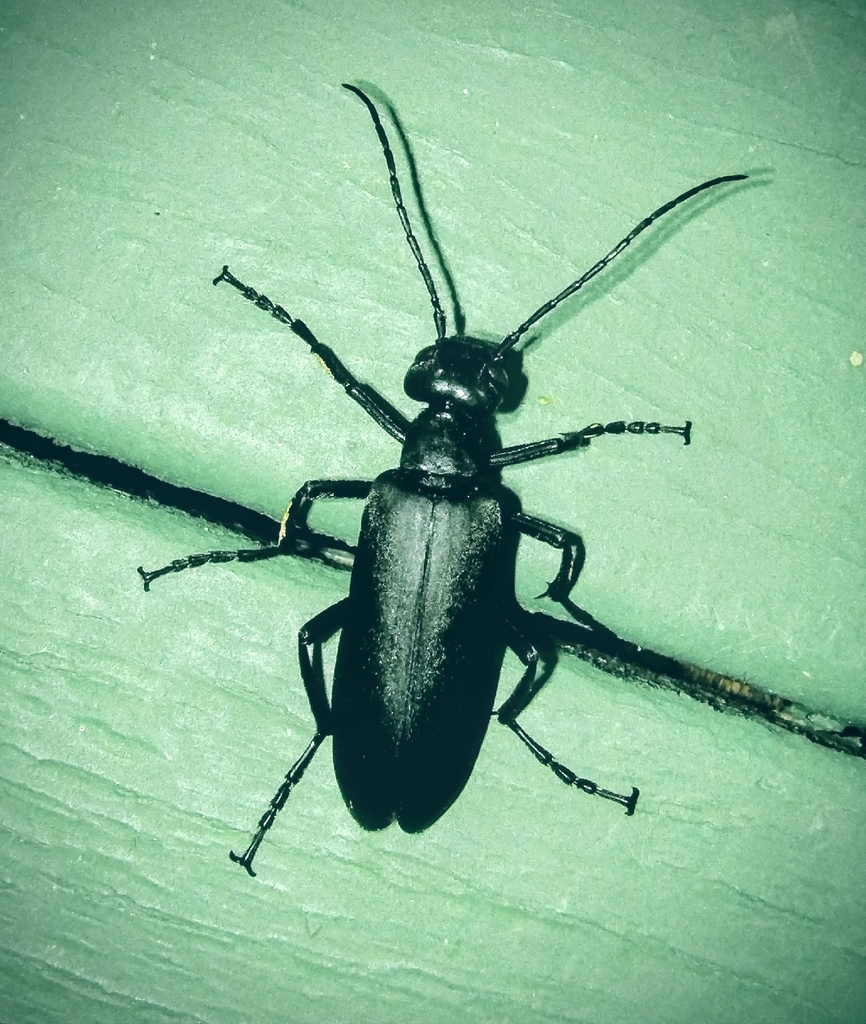 Epicauta anthracina