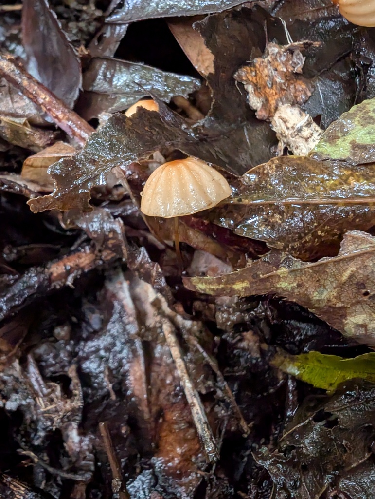 Marasmius siccus · October 2025 · photo: © atsushi_nakajima_cirque (iNaturalist, cc-by)