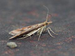 Diasemia