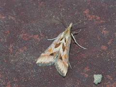 Diasemia
