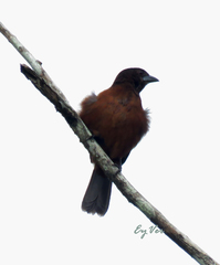 Ramphocelus carbo