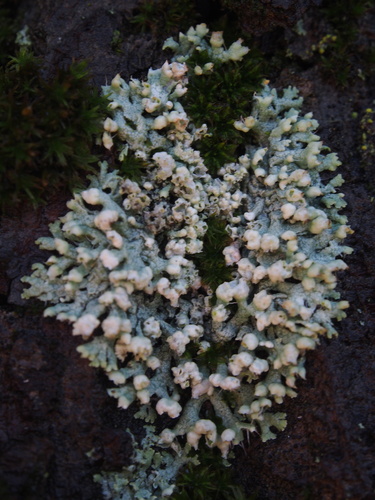 Helm-Schwielenflechte