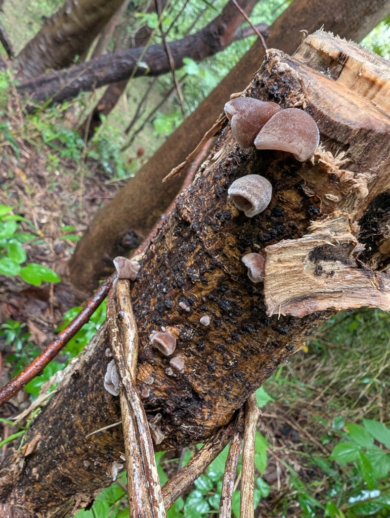 Auricularia polytricha · October 2025 · photo: © atsushi_nakajima_cirque (iNaturalist, cc-by)