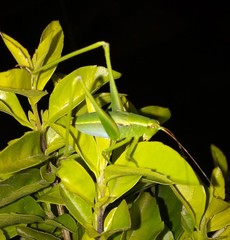 Phaneropterinae