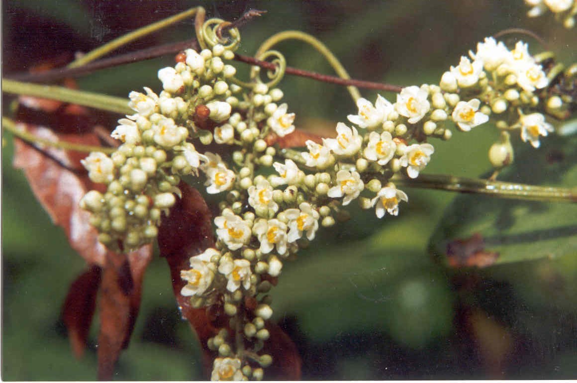 Paullinia pinnata
