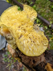 Hypomyces tremellicola
