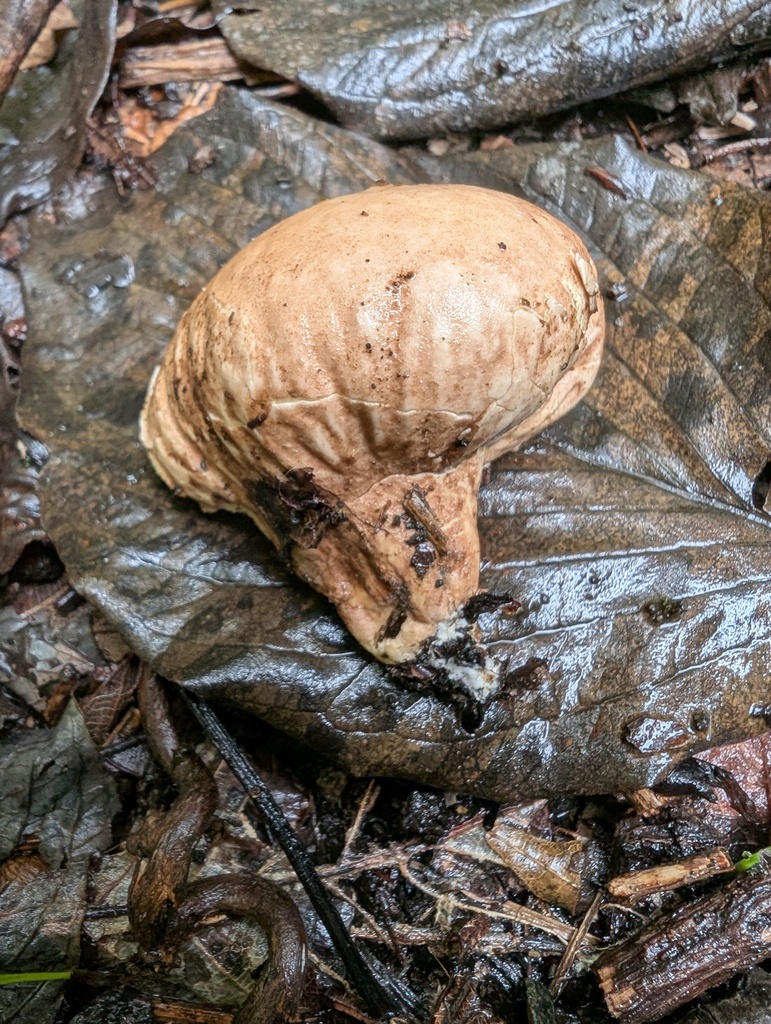 Calvatia craniiformis · October 2025 · photo: © atsushi_nakajima_cirque (iNaturalist, cc-by)