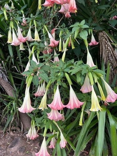 Brugmansia suaveolens