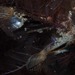 Pterelectroma physoides