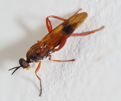 Benhamyia apicalis
