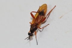 Benhamyia apicalis
