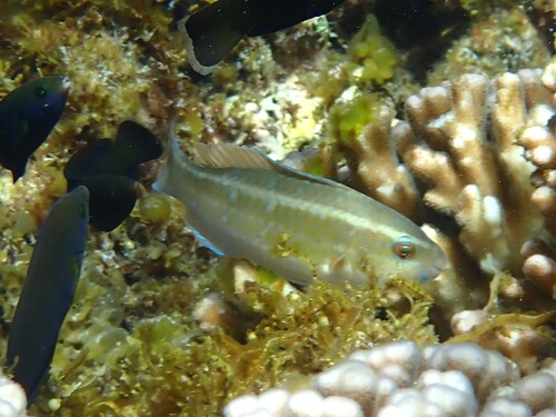 Blue-barred Parrotfish, photo 9 of 10