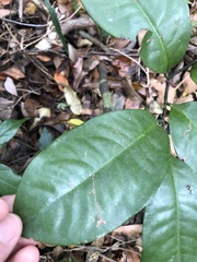 Eupomatia laurina