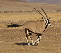 Oryx gazella