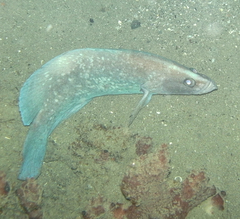 Rypticus saponaceus