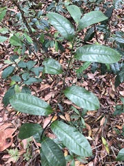 Eupomatia laurina