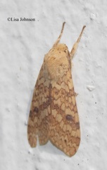 Lophocampa hispaniola