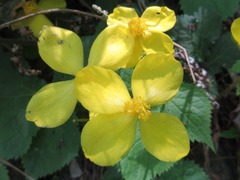 Coreanomecon hylomeconoides