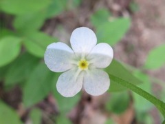 Trigonotis radicans sericea