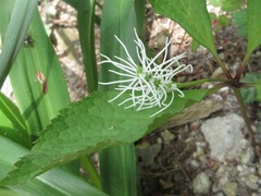 Chloranthus fortunei