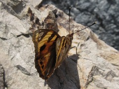 Dilipa fenestra