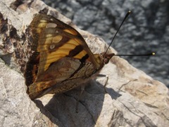 Dilipa fenestra