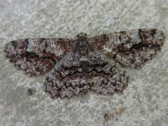 Satoblephara parvularia