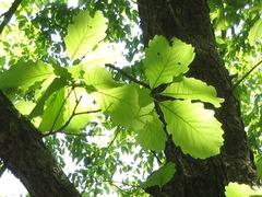 Quercus aliena
