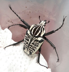 Goliathus albosignatus