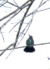 Trochilidae