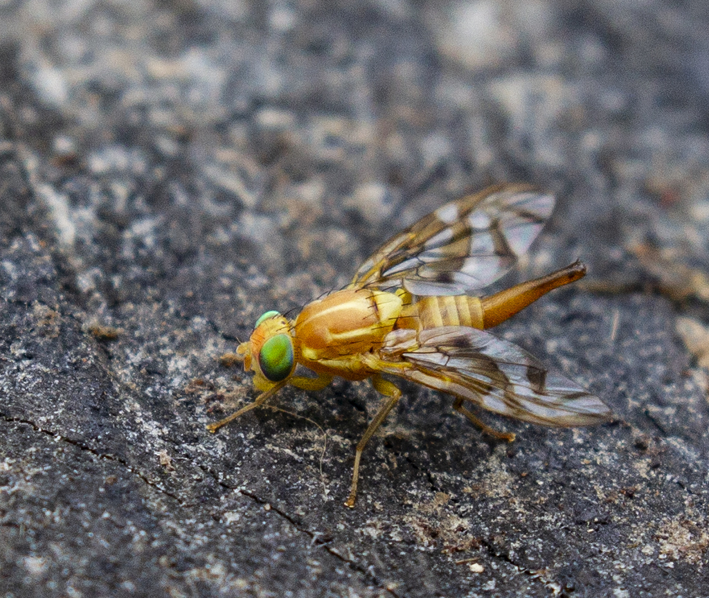 Anastrepha