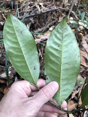 Eupomatia laurina