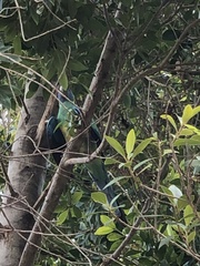 Barnardius zonarius macgillivrayi