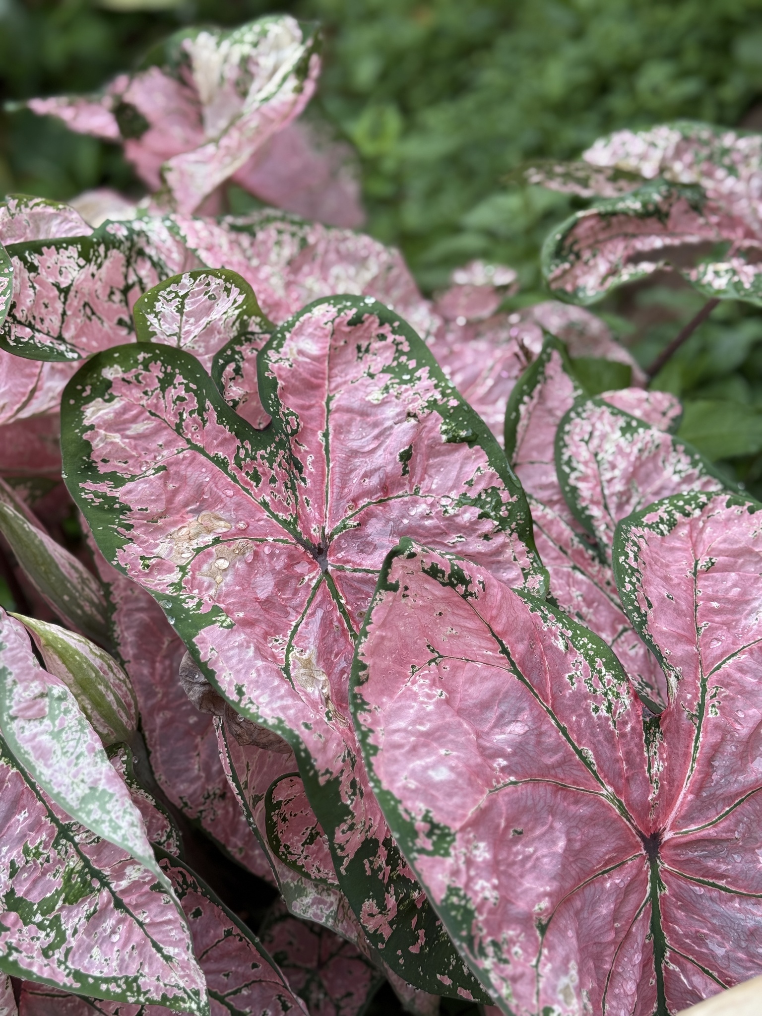 Caladium bicolor