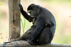 Cercopithecus mitis stuhlmanni