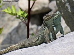 Phymaturus darwini